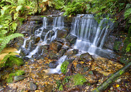 Marguerite Cascades - Leura