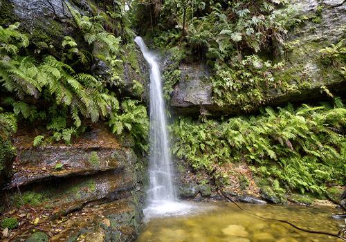 Linda Falls - Leura