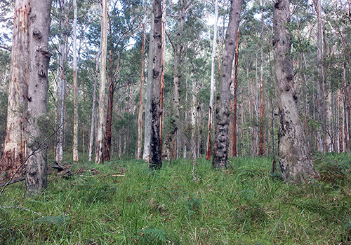 Short Walk To Unknown Gum Forest At Faulconbridge