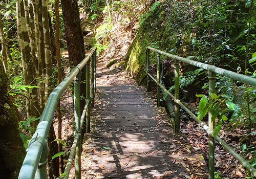 Magdala Gully Walking Track - Springwood